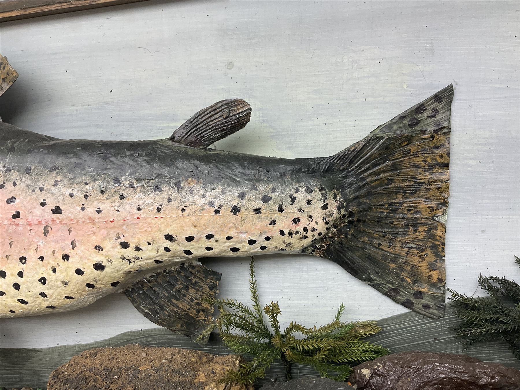 Taxidermy: Rainbow trout (Oncorchynchus mykiss), skin mount set above a pebbled river bed with reeds and grasses, set against blue painted back drop, H34cm, L88cm