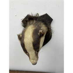 Taxidermy: European Badger Mask (Meles meles), adult Badger mask looking straight ahead, mounted upon a wooden shield, H30cm