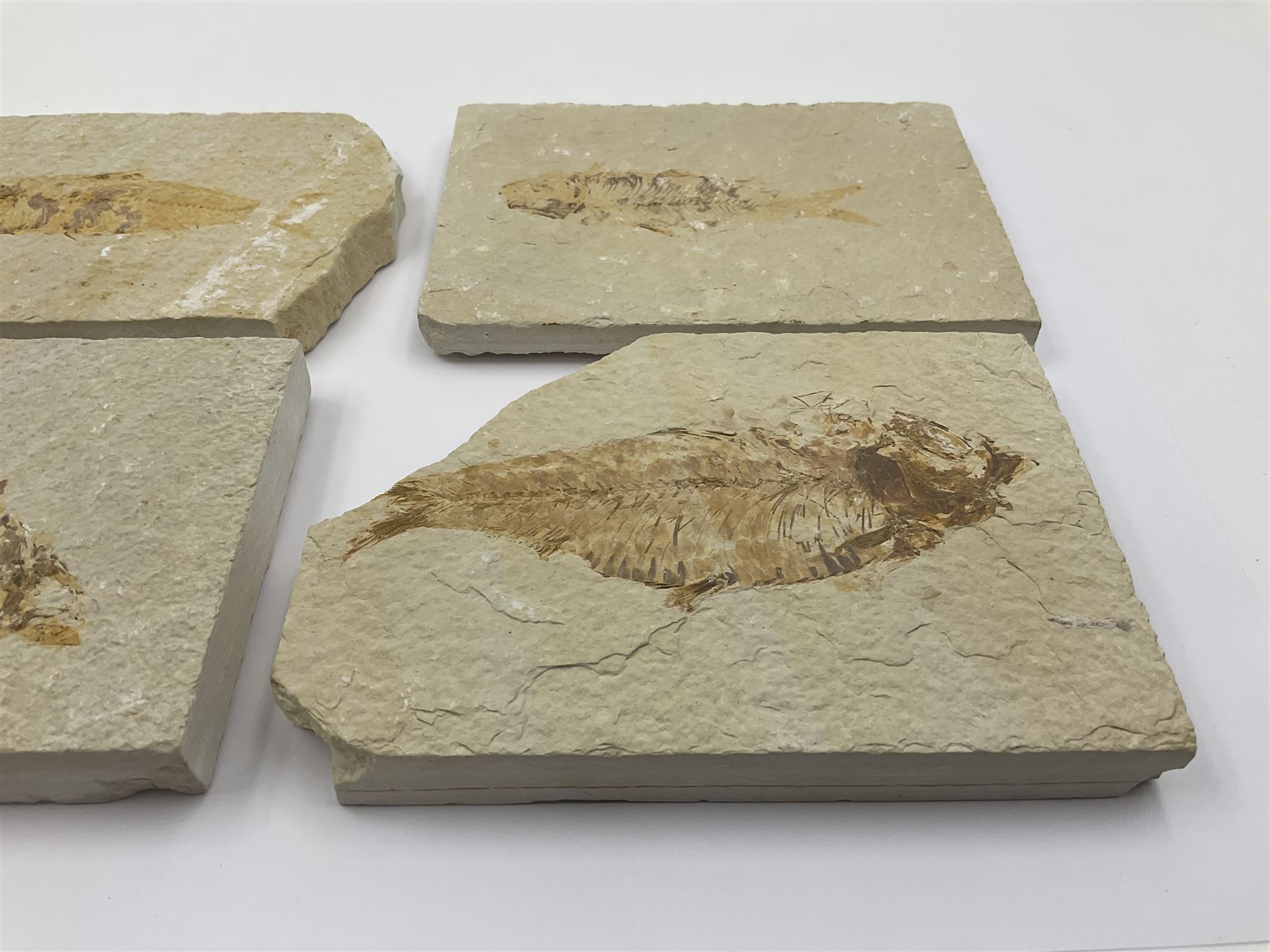 Four fossilised fish (Knightia alta) each in an individual matrix, age; Eocene period, location; Green River Formation, Wyoming, USA, largest matrix H9cm, L12cm