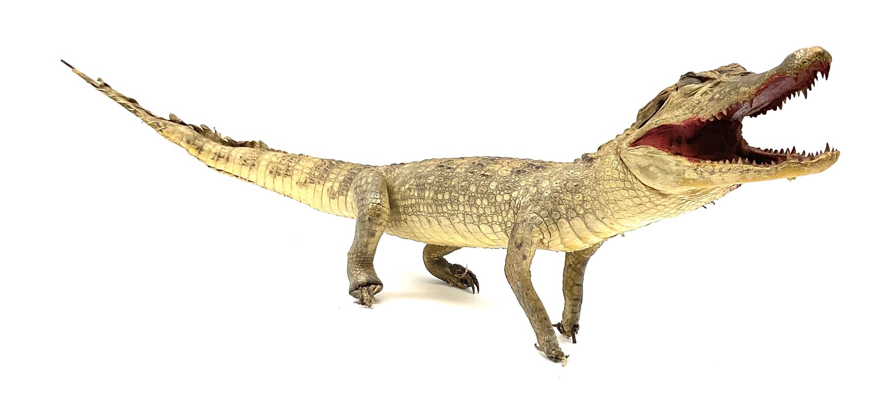 Taxidermy: Spectacled Caiman (Caiman crocodilus), H16cm, L64cm.