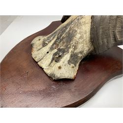 Taxidermy; Ring-necked Pheasant (Phasianus colchicus), adult female mount on open display, together with Pair of Hartebeest (Alcelaphus buselaphus) horns with upper skull, mounter upon a wooden shield, pheasant H40cm 