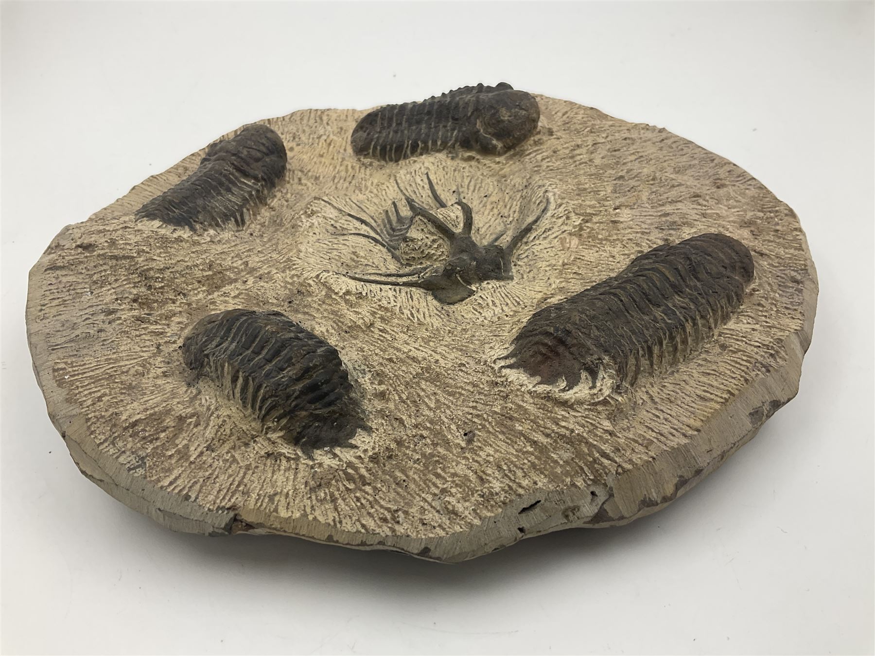 Montage group of trilobites in stone matrix, showing four Crotalocephalina gibba and one Dicranurus monstrosus to the centre, age; Devonian period, location; Morocco, D23cm 