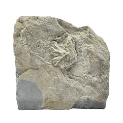 Crinoid slab, with Cercidocrinus cirrifer and Eretmocrinus, age Mississippian period, location; Gilmore City Formation, Iowa