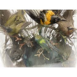 Taxidermy: late Victorian tropical bird diorama, containing several tropical birds to include, Black-headed Oriole (Oriolus Larvatus), Siskin (spinus), Green Honeycreeper (Chlorophanes spiza), each perched on branches, on an oval ebonised base, within a glass dome, H62cm, L40cm