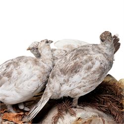 Taxidermy - English Grey Partridge (Perdix Perdix), three adult mounts upon naturalistic setting, including base W73cm