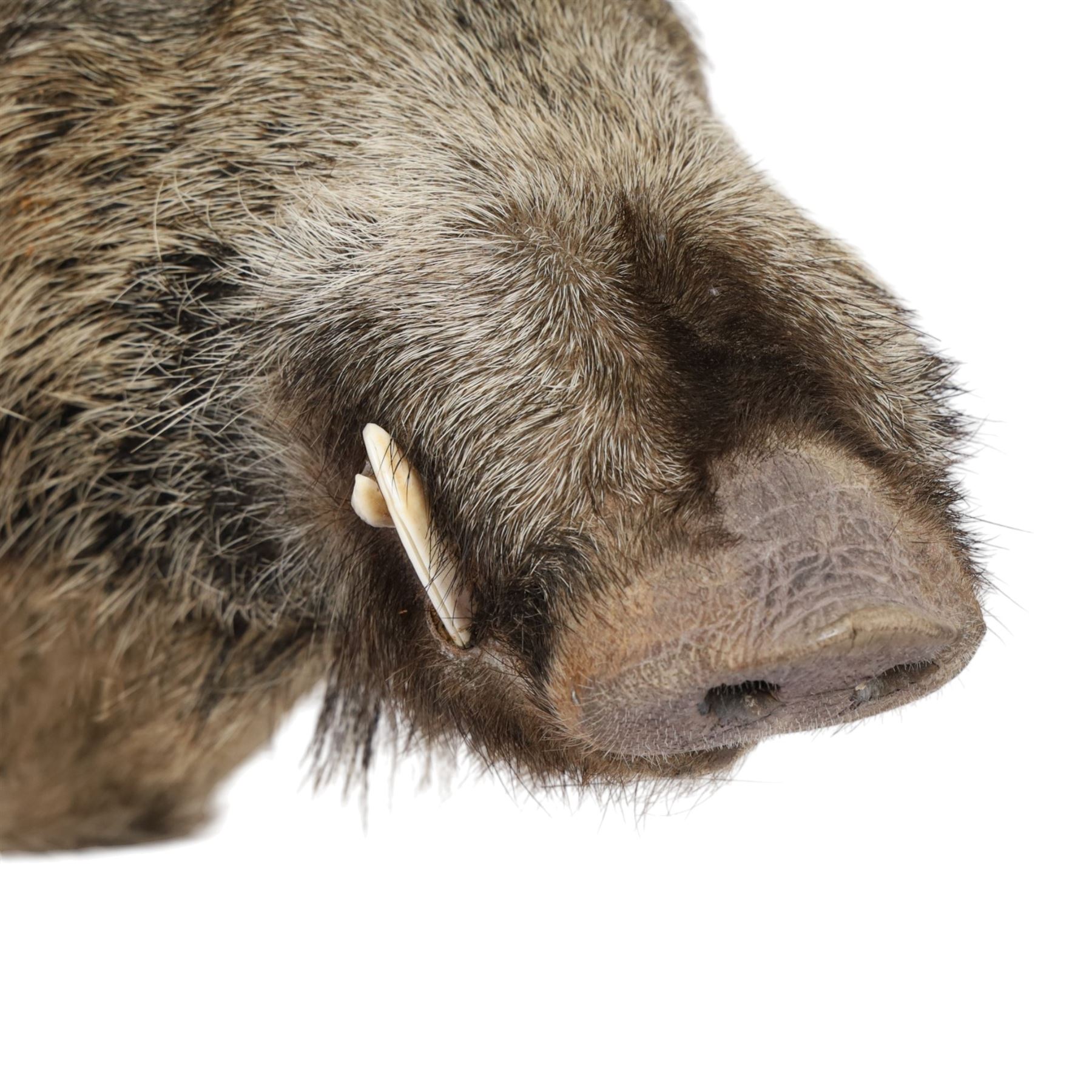 Taxidermy: A European Wild Boar (Sus scrofa), adult neck mount looking straight ahead, 50cm from wall
