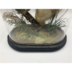 Taxidermy: Victorian cased Red Squirrel (Sciurus vulgaris), full mount adult, upon a tree branch with a naturalistic ground, enclosed beneath a period oval glass dome with ebonised base, raised upon four bun feet, H36cm 