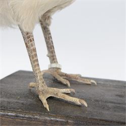 Taxidermy: Black-Shouldered Peahen (Pavo cristatus), captive bred, open display full female adult mount, with head turning slightly to the right, mounted upon a square ebonised base, label beneath 'Indian Black Shouldered Peahen Lavender Mutation via Gary Knight 25.02.19