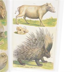 Albertus Seba; Cabinet of Natural Curiosities. The Complete Plates in Colour 1734-1765 Based on the copy in the Koninklijke biblitheek, The Hague, Published by Taschen, 