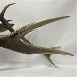 Taxidermy: Red Deer (Cervus elaphus), adult male imperial stag shoulder mount looking straight ahead, eleven point antlers, mounted upon a shaped wooden shield, D65cm