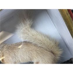 Taxidermy: Red Squirrels (Sciurus vulgaris), full adult mount, climbing a small cut tree stump, in a naturalistic setting, encased within a single pane display case, together with cased Ermine ((Mustela erminea), full adult mount, in a ebonised single pane display case, squirrel case, H35cm, L38cm