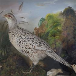 Cased taxidermy hen, pheasant and chicks
Taxidermy: cased ring-neck pheasant (Phasianus colchicus),  by Edward Allen of York, full adult hen with chicks, in a naturalistic setting with painted background, in an ebonised case with gilt slip, gummed paper maker's label to the back, H48cm, L64cm, D17cm