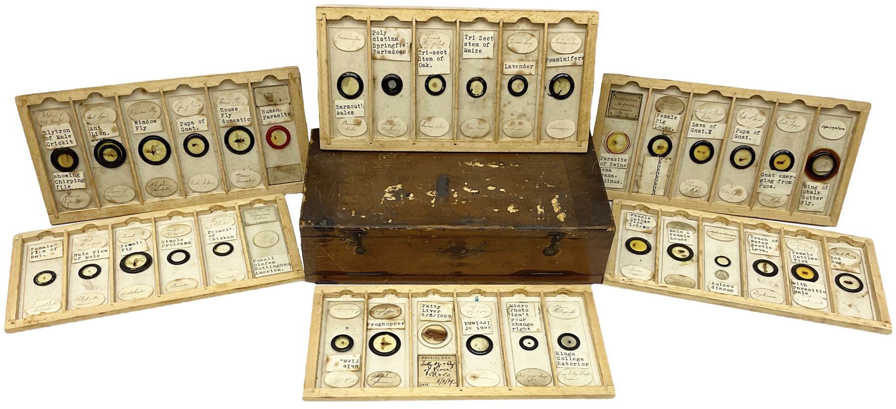 19th century and later, thirty-six microscope slides, to include entomology and plant specimens; cased    