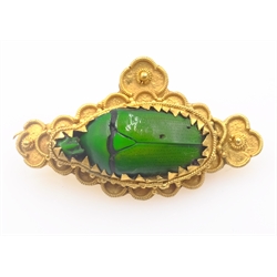  Victorian Egyptian revival scarab beetle gold brooch (high carat gold)  
