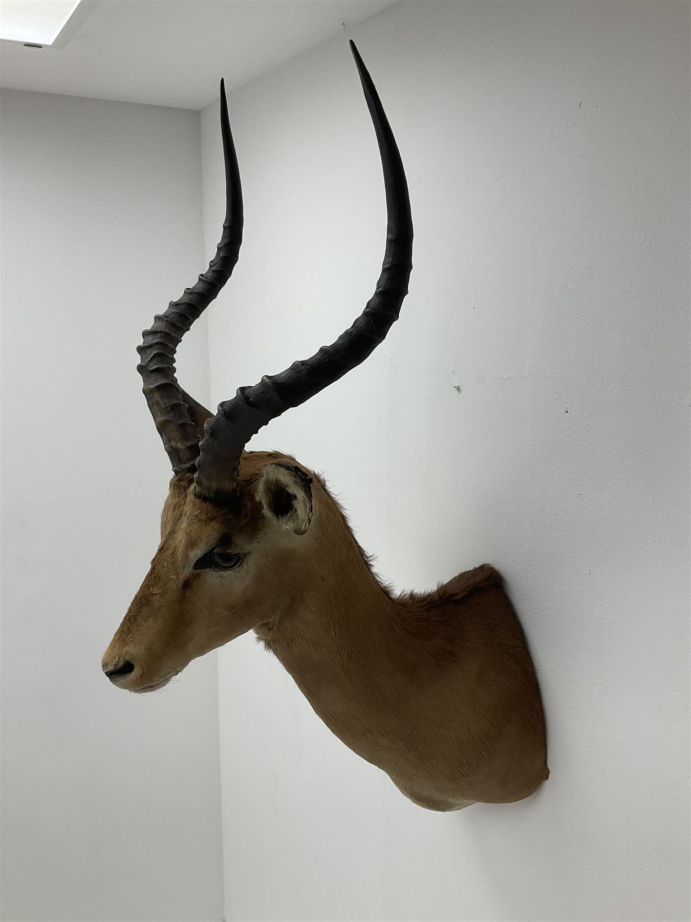 Taxidermy: Common Impala (Aepyceros melampus), adult male shoulder mount looking straight ahead, approximately H90cm