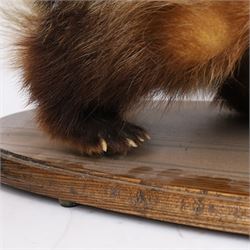 Taxidermy; European Badger (Meles meles), full adult mount on open display, upon a wooden oval base, H40cm