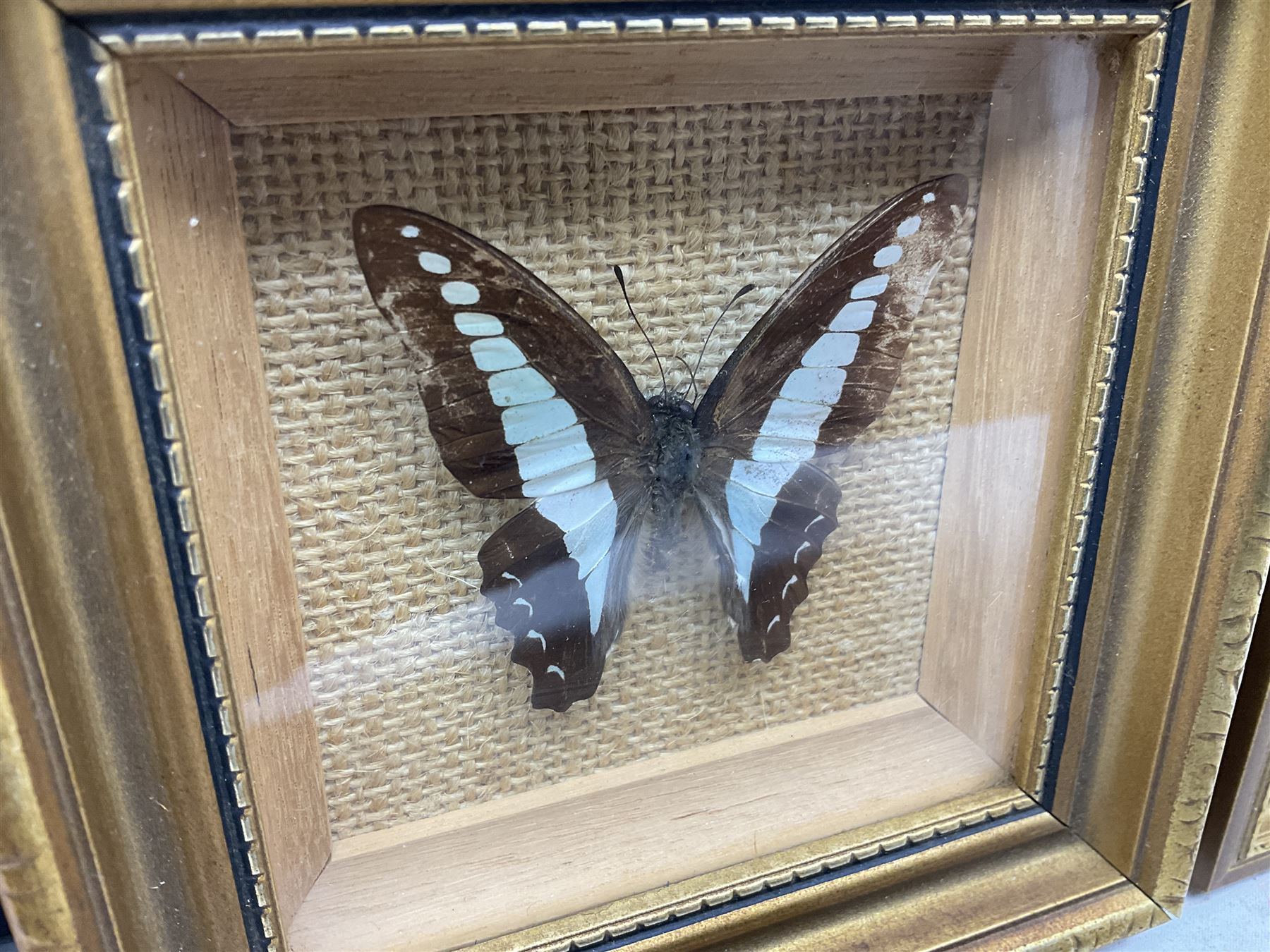 Entomology: Twelve framed displays contain thirteen specimens of tropical moths and butterflies, each mounted within gilt wall hanging picture frames of various sizes, specimens including Morpho Godarti, Caligo idomeneus, Cisseis morpho, Cathosia biblis etc, largest L35cm W30cm 