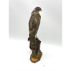 Taxidermy: Sparrow hawk ( Accipiter Nisus) open display upon naturalistic display and tree trunk section, H45cm