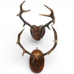 Antlers/Horns - Eight point antlers with partial skull on carved wooden plaque, W49cm and ...