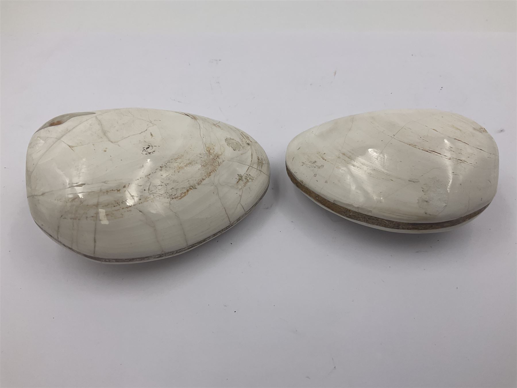 Two polished Lituites lituus fossils, together with four Scutella echinoids, fossilised fish and three other fossils and two minerals 