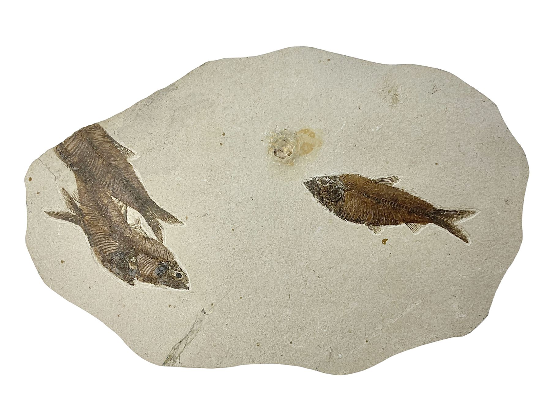 Four fossilised fish (Knightia alta) in a single matrix, age; Eocene period, location; Green River Formation, Wyoming, USA, matrix H25cm, L31cm