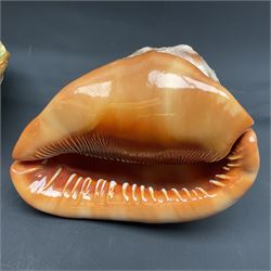 Conchology: selection of shells, including gold pearl oyster shell, mother of pearl turbo marmaratus shell, Cypraecassis Rufa red helmet shell, Mitre shell, Paua shell and others, largest D19cm