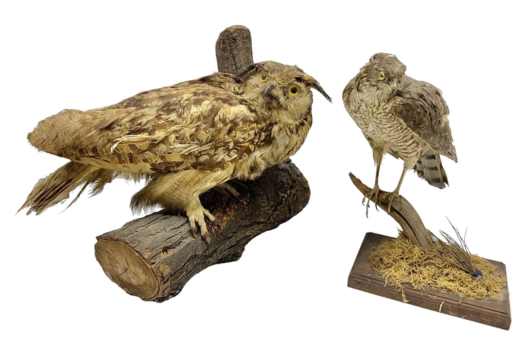 Taxidermy: Long-eared Owl (Asio otus), full adult mount upon a cut tree branch, together with European Sparrowhawk (Accipiter nisus), full adult mount, upon a branch in a naturalistic setting, owl H36cm 