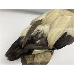 Taxidermy: Common Eider (Somateria Mollisima), full mount drake, upon an oval base, decorated with oyster shells, H42cm