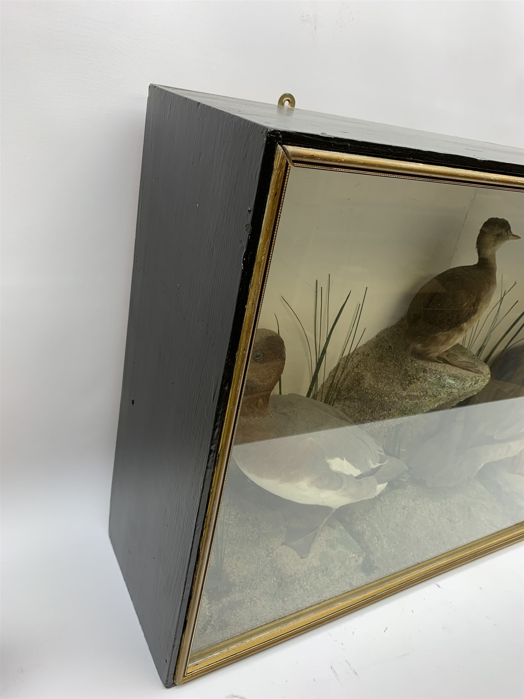 Taxidermy: female Goosander (Mergus Merganser), male Green Wing Teal Duck (Anas Carolinensis), and Little Grebe (Tachybaptus Ruficollis), in naturalistic setting detailed with long grass, set against a painted cream backdrop, encased within an ebonised single pane display case, with taxidermist paper label verso detailed J E Massey, Finkle Street, Malton, H50.5cm W89cm D21cm
