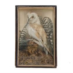Victorian taxidermy cased Barn Owl (Tyto alba), full adult mount in naturalistic setting, ...