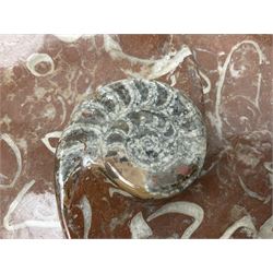 Large circular dish with a raised Goniatite to the centre and Orthoceras inclusion, age: Devonian period, location: Morocco, D30cm