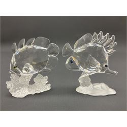 Swarovski Crystal sea creatures, comprising lion fish and dolphin, both with coloured elements, together with two seahorses, two small fish groups, butterfly fish, longnose butterfly fish and six coloured shells, tallest H8.5cm