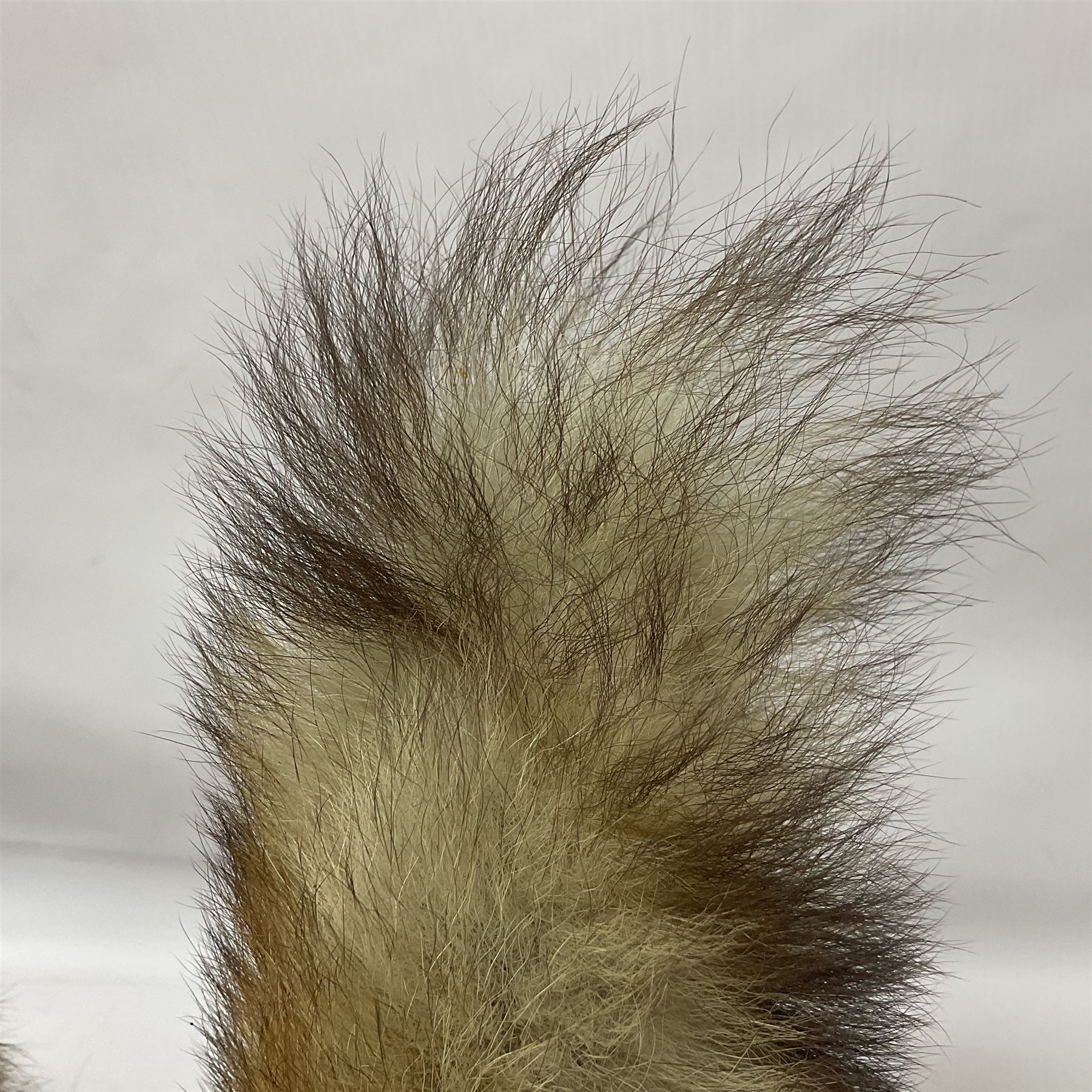 Taxidermy: European Red Fox (Vulpes vulpes), full mount adult on open display with standing alert with ears forward front paw raised, upon a naturalist base, H62cm, L78cm