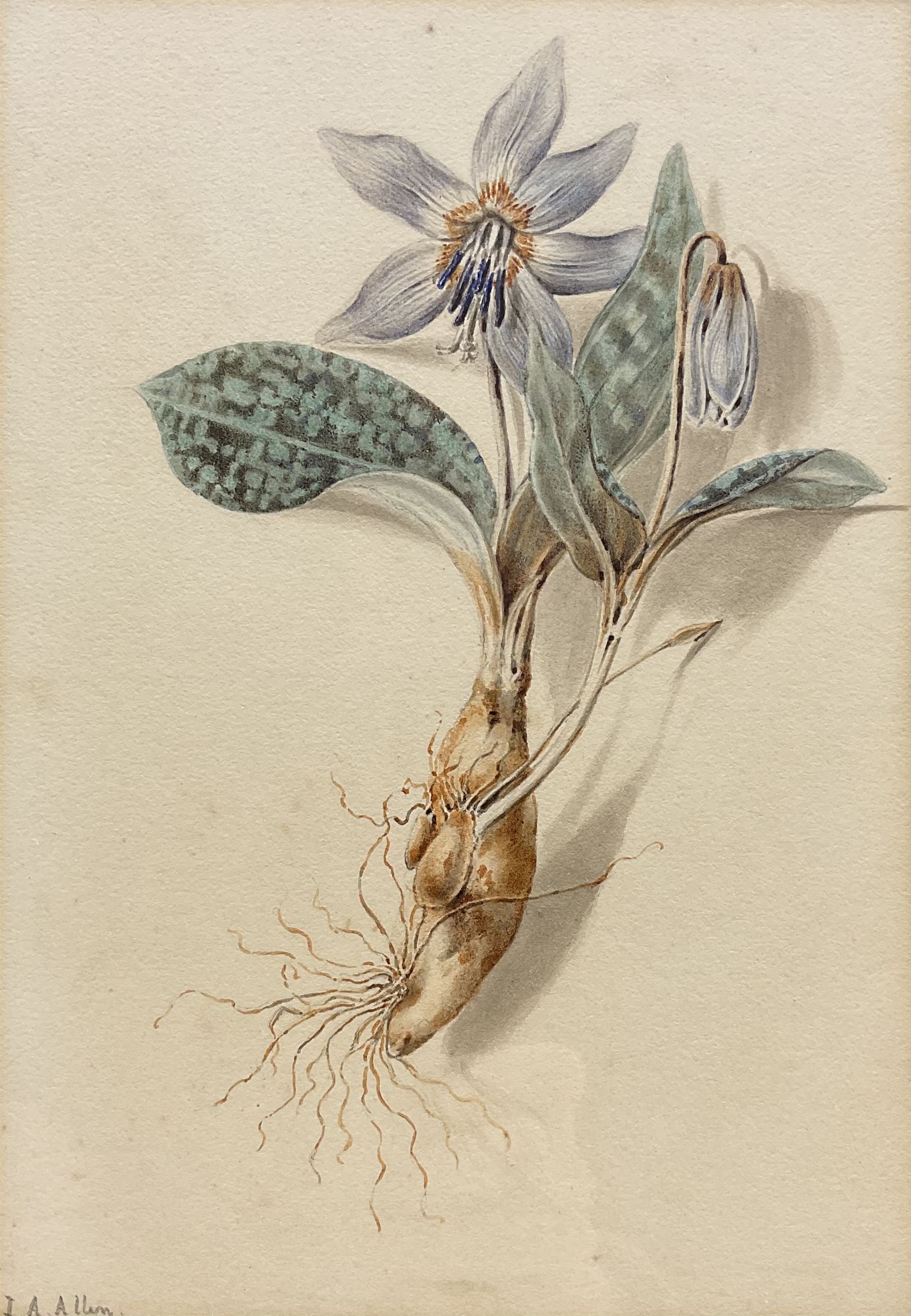 Isabella Anne Allen (British 1810-1865): 'Erythronium Dens-canis' (Dogtooth Violet), botanical watercolour study signed in pencil 21cm x 15cm
Notes: Allen, known as 'La Botaniste Miss Allen', first came to light in July 2021 following a BBC appeal to identify the mystery artist in the Royal Horticultural Society collection. The UK Census of 1851 confirmed spinster and landowner Isabella Anne Allen, born in 1810, lived with her parents, John Henry and Susannah Rebekah, and several servants at Rhydd House, Madresfield. The property, with its gardens and woodlands at the foot of the Malvern Hills close to the River Severn, offered plenty of opportunities for botanical study.
