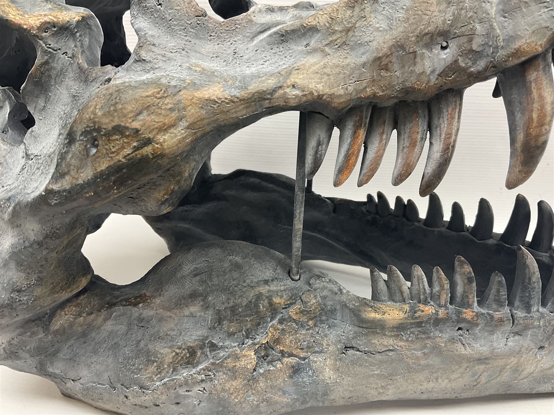 Composite model of a T-Rex dinosaur Skull, L50cms, H36cm 