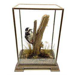 Taxidermy: Great spotted woodpecker (Dendrocopos major) a full mount on a tree stump in a naturalistic setting in a glass case, H41.5cm, W26.5