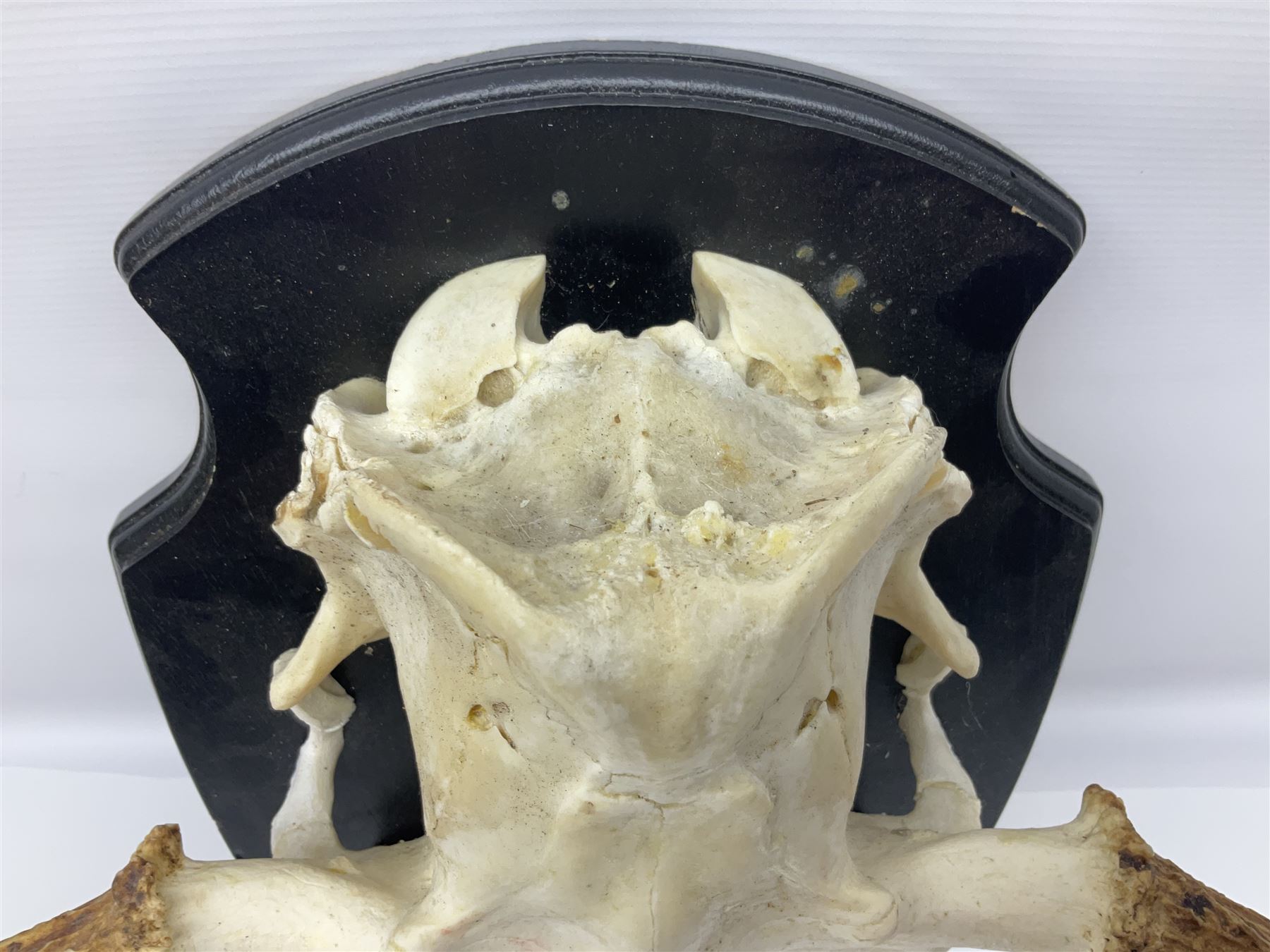 Antlers/Horns: Pair of European Moose (Alces alces) horns with upper skull, mounter upon a wooden shield, H45cm