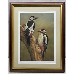 Robert E Fuller (British 1972-): Great Spotted Woodpecker, limited edition colour print signed and numbered 475/850 in pencil, 33cm x 24cm 