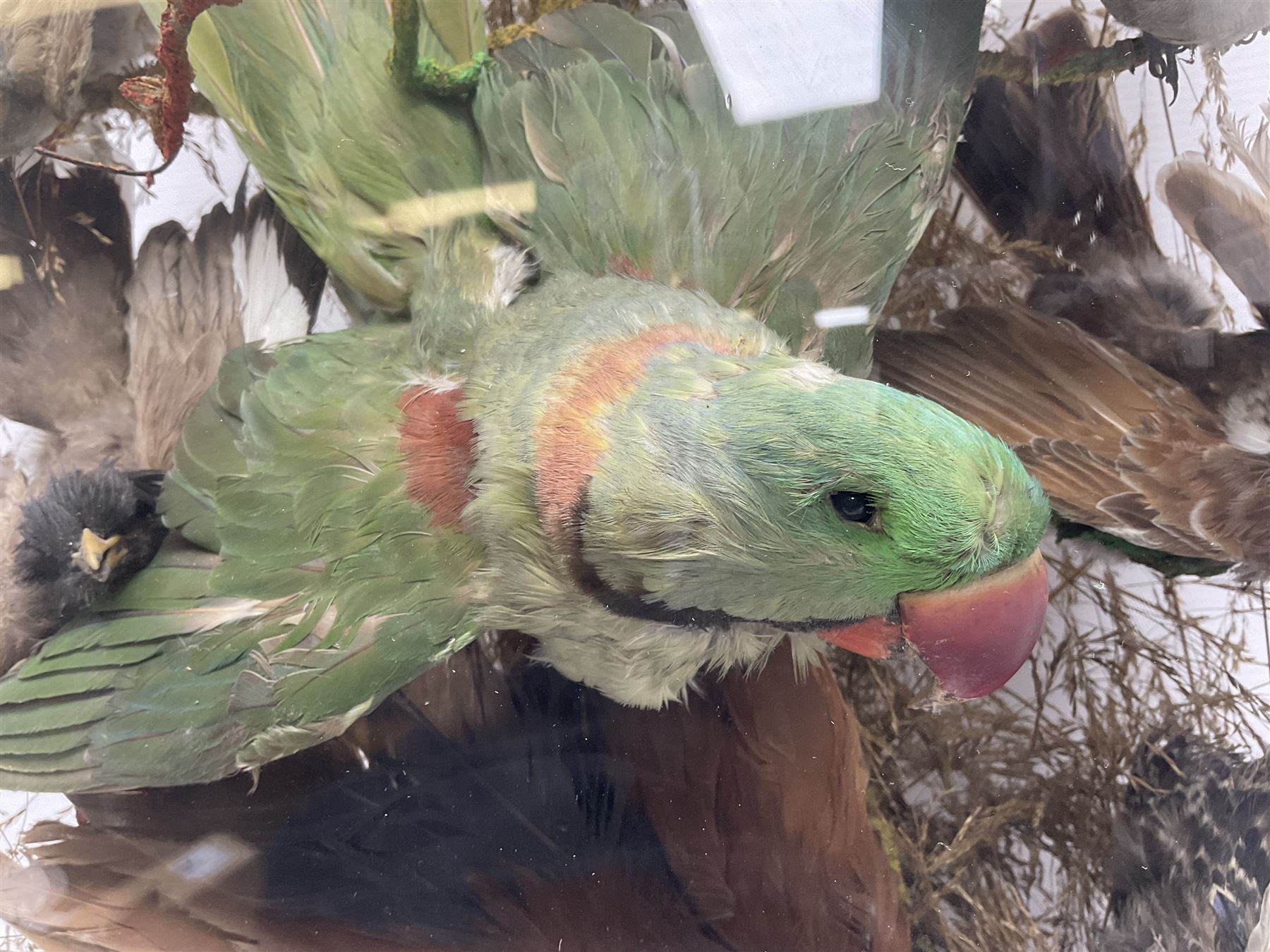 Taxidermy; large Victorian domed taxidermy diorama study of birds, with seventeen specimens including Ring Necked Parakeet, Blue Winged Warbler and Blackbird, the glass dome upon an ebonised wooden base, H77cm, W44cm