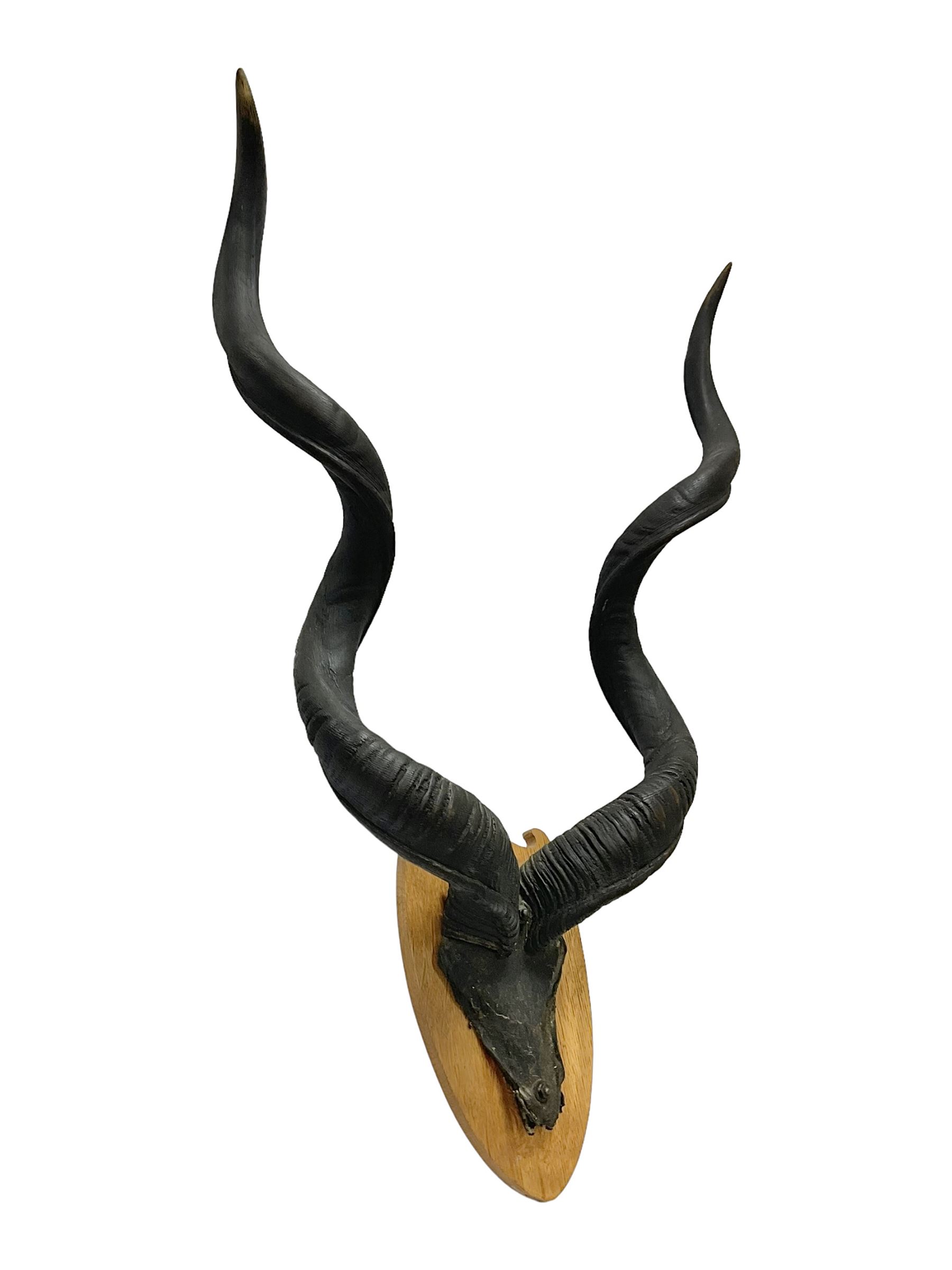 Antlers/Horns: Greater Kudu (Tragelaphus Strepsiceros), Pair of Kudu curved horns on partial skull, mounted on an oak shield, H120cm