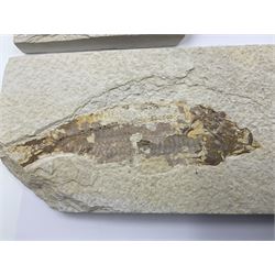 Four fossilised fish (Knightia alta) each in an individual matrix, age; Eocene period, location; Green River Formation, Wyoming, USA, largest matrix H9cm, L17cm