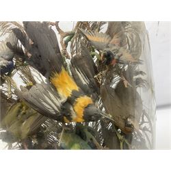Taxidermy: late Victorian tropical bird diorama, containing several tropical birds to include, Black-headed Oriole (Oriolus Larvatus), Siskin (spinus), Green Honeycreeper (Chlorophanes spiza), each perched on branches, on an oval ebonised base, within a glass dome, H62cm, L40cm