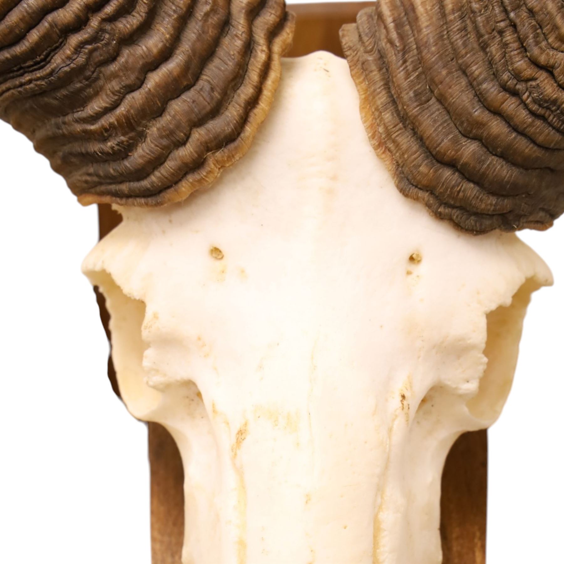 Antlers/Horns - European Mouflon (Ovis aries musimon), set of adult Mouflon ram horns on upper skull, mounted upon a pedestal wall shield, D51cm 