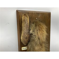 Taxidermy; Red fox (Vulpes Vulpes) tail and paw upon a oak plaque marked 'Staintondale Hunt Feb 23rd 1937', H52cm 