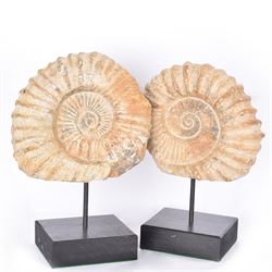 Pair of large ammonite fossil, mounted upon a rectangular wooden base, age; Cretaceous period, location; Morocco, H37cm