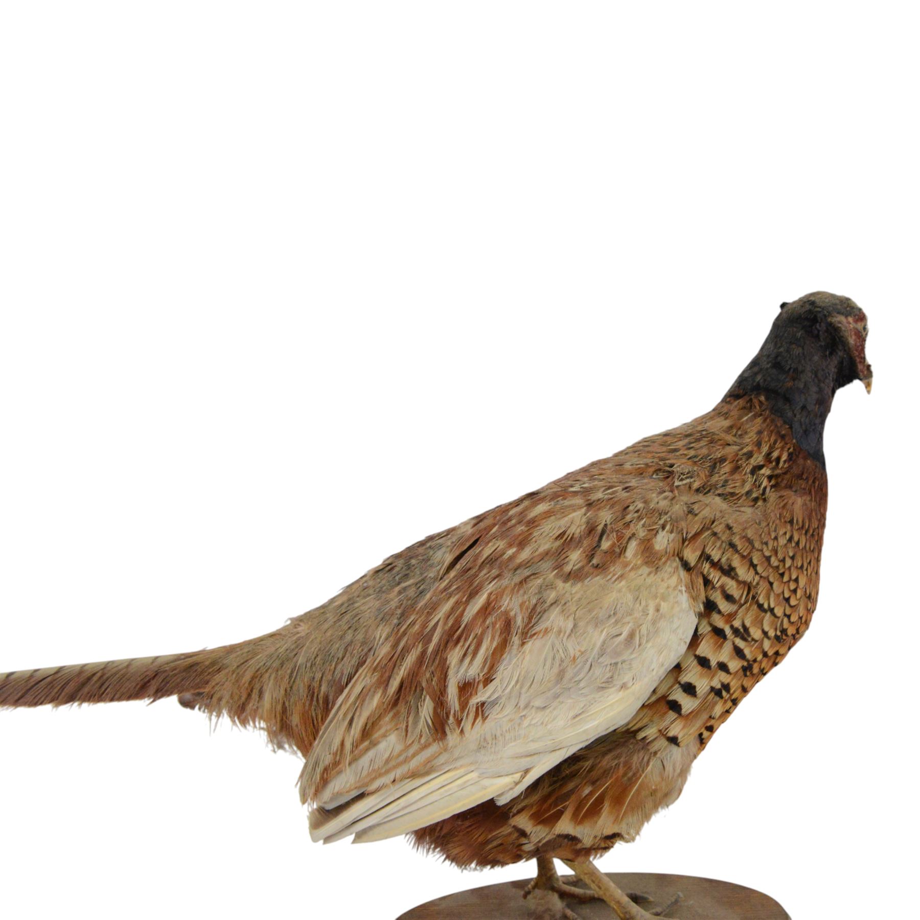 Taxidermy: Cockerel (Gallus gallus domesticus), full adult mount with head turning slightly to the right, on open display, together with taxidermy Pheasant (Phasianus colchicus), full adult male mount on open display, cockerel H43cm 