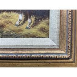 Sue Whigham (British 1957-): Bay Horse in Stable Interior, oil on canvas signed 7.5cm x 23.5cm