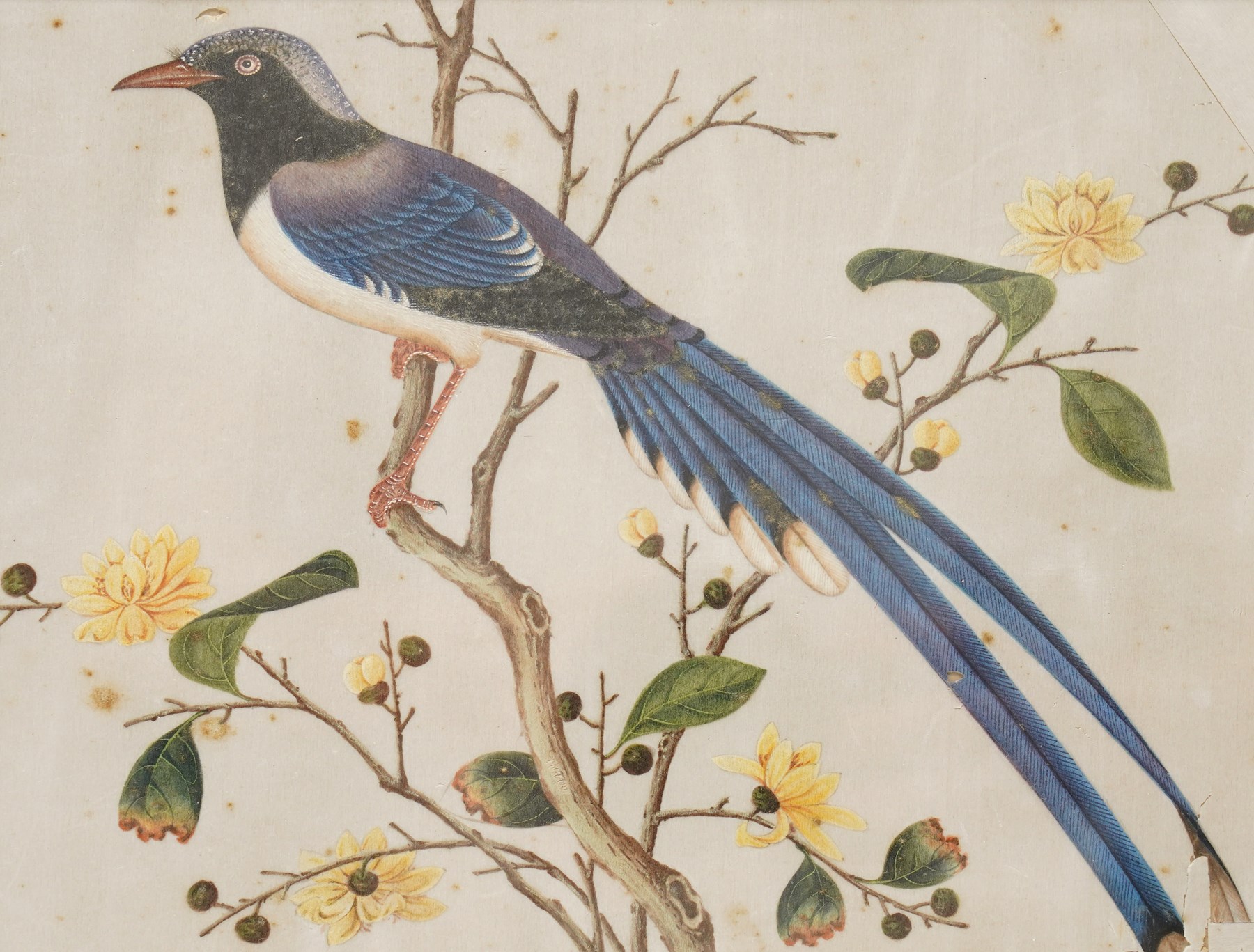 Chinese School (19th Century): Study of a Magpie on a Branch, body colour on rice paper 18cm x 24cm