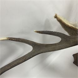 Taxidermy: Red Deer (Cervus elaphus), adult male imperial stag shoulder mount looking straight ahead, ten point antlers, mounted upon a shaped wooden shield, D65cm