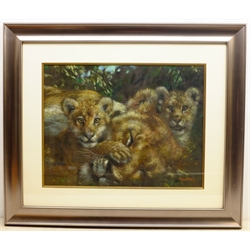 Joel Kirk (British 1948-): Lion Cubs, pastel signed 48cm x 63cm